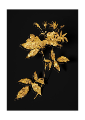 Gold Hudson Rosehip Botanical on Black