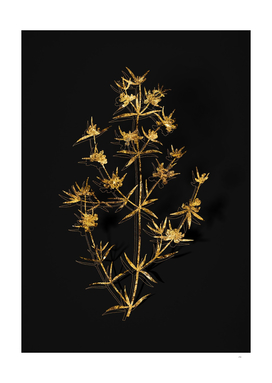 Gold Heath Mirbelia Branch Botanical on Black