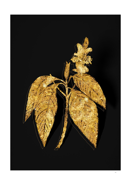Gold Malabar Nut Botanical Illustration on Black