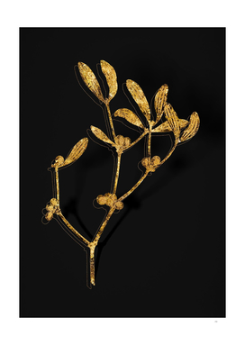 Gold Viscum Album Branch Botanical on Black