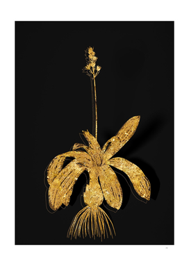 Gold Scilla Lilio Hyacinthus Botanical on Black