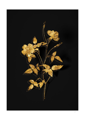 Gold Indica Stelligera Rose Botanical on Black