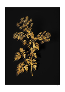 Gold Hemlock Flowers Botanical on Black