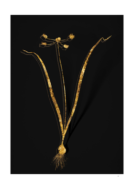 Gold Allium Scorzonera Folium Botanical on Black