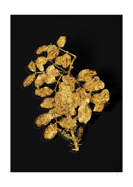 Gold Carob Tree Botanical Illustration on Black