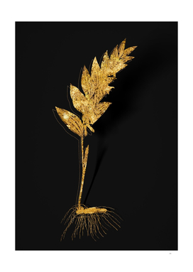 Gold Angular Solomon's Seal Botanical on Black