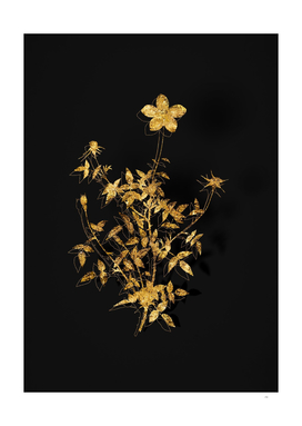 Gold Single Dwarf Chinese Rose Botanical on Black