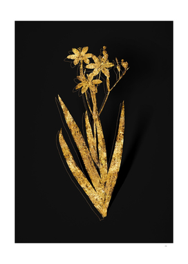 Gold Blackberry Lily Botanical on Black