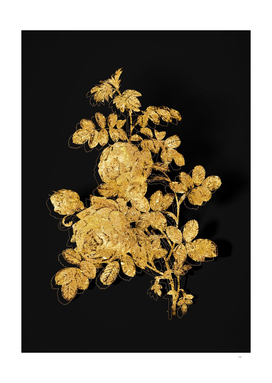 Gold Sulphur Rose Botanical Illustration on Black