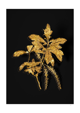 Gold Swamp Titi Leaves Botanical on Black