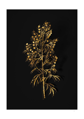 Gold Madeira Wormwood Botanical on Black