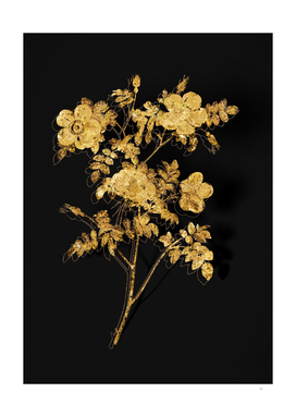 Gold White Candolle's Rose Botanical on Black
