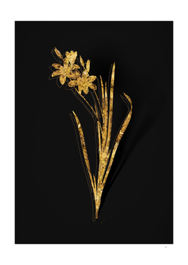 Gold Ixia Tricolor Botanical Illustration on Black