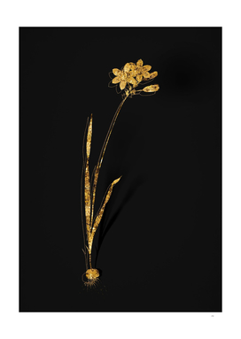 Gold Galaxia Ixiaeflora Botanical on Black