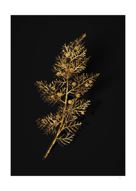 Gold Phoenicean Juniper Botanical on Black