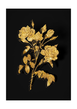 Gold White Rose Botanical Illustration on Black