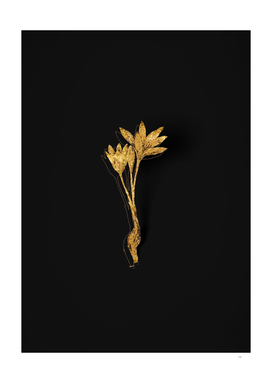 Gold Autumn Crocus Botanical Illustration on Black
