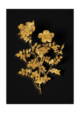 Gold Variegated Burnet Rose Botanical on Black