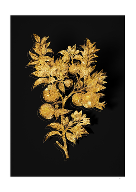 Gold Bitter Orange Botanical Illustration on Black