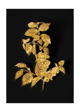 Gold Field Elm Botanical Illustration on Black