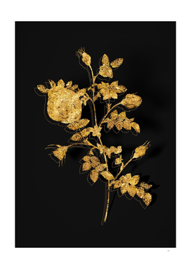 Gold Silver Flowered Hispid Rose on Black