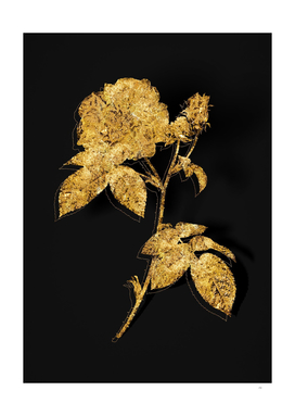 Gold Apothecary Rose Botanical on Black