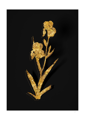 Gold Elder Scented Iris Botanical on Black
