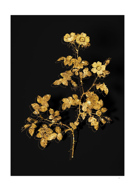 Gold White Sweetbriar Rose Botanical on Black