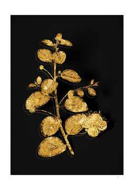 Gold Caper Plant Botanical Illustration on Black
