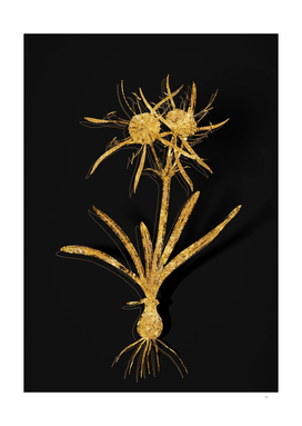 Gold Streambank Spiderlily Botanical on Black