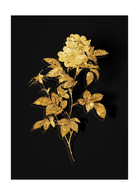 Gold White Anjou Roses Botanical on Black
