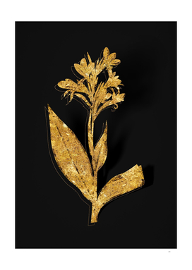 Gold Water Canna Botanical Illustration on Black