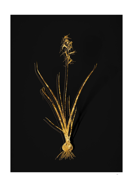 Gold Hyacinthus Viridis Botanical on Black