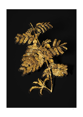 Gold Sweet Acacia Botanical Illustration on Black