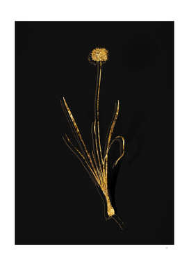 Gold Mouse Garlic Botanical Illustration on Black