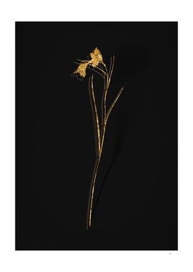 Gold Blue Pipe Botanical Illustration on Black