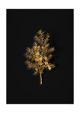 Gold Common Juniper Botanical on Black