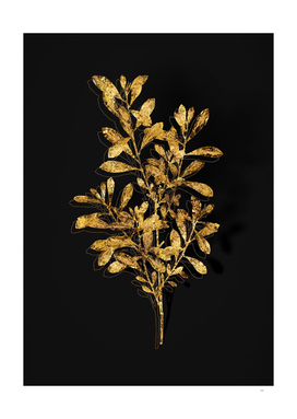 Gold Bog Myrtle Botanical Illustration on Black