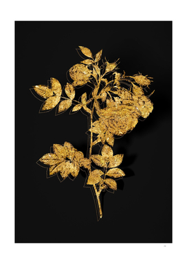 Gold Turnip Roses Botanical Illustration on Black