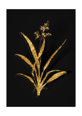 Gold Flax Lilies Botanical Illustration on Black