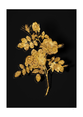 Gold Austrian Briar Rose Botanical on Black