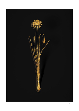 Gold Autumn Onion Botanical Illustration on Black