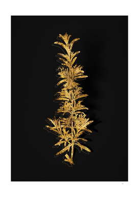 Gold Rosemary Botanical Illustration on Black
