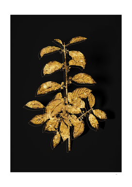 Gold Alder Buckthorn Botanical on Black
