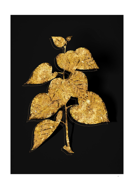 Gold Quaking Aspen Botanical Illustration on Black