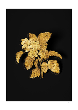 Gold Sweet Crabapple Botanical on Black