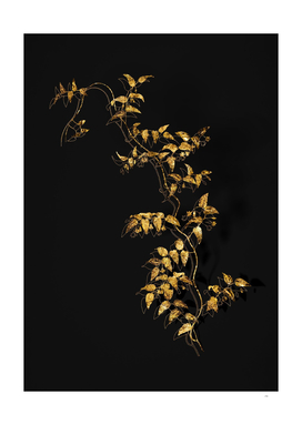 Gold Bridal Creeper Botanical on Black