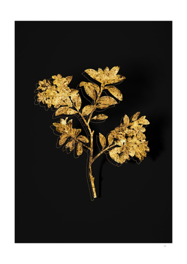 Gold Hairy Alpenrose Botanical on Black