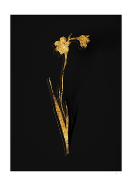 Gold Sword Lily Botanical Illustration on Black