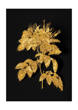 Gold Pasture Rose Botanical Illustration on Black